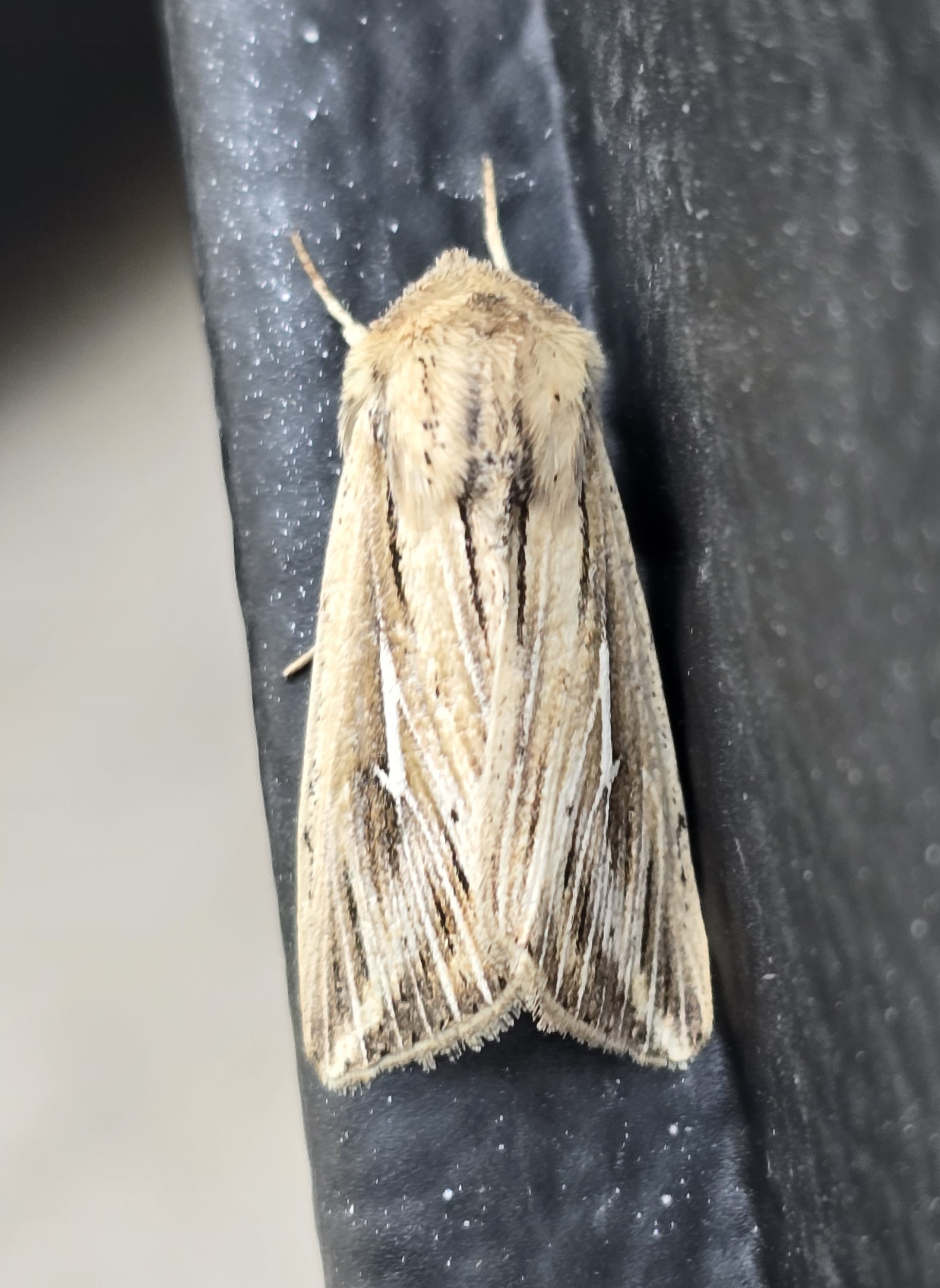 Photo of L-album Wainscot (Mythimna l-album)